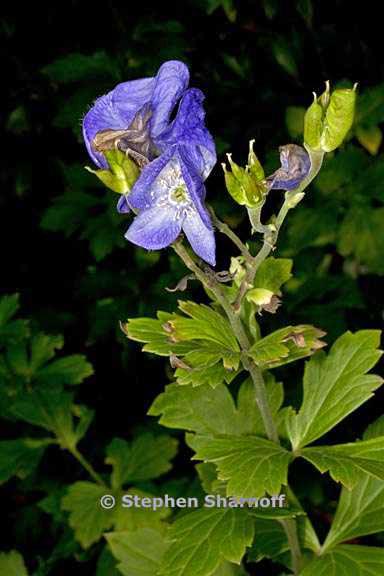 aconitum carmichaelii 4 graphic